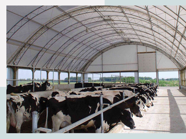 Тентовые коровники в Мысках